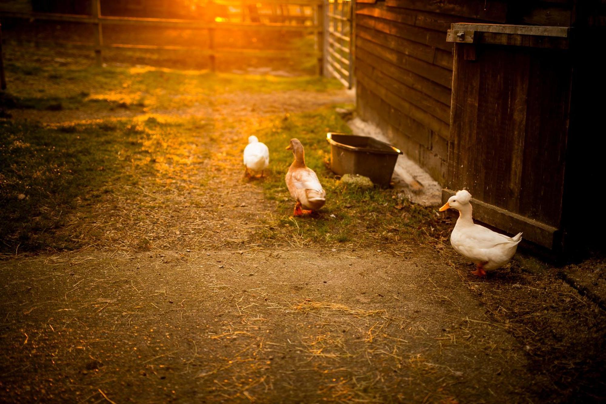Langford Farmhouse - New Forest National Park Luxury 4Bd, Hot Tub, Cinema, 10 Acres Bartley Bagian luar foto